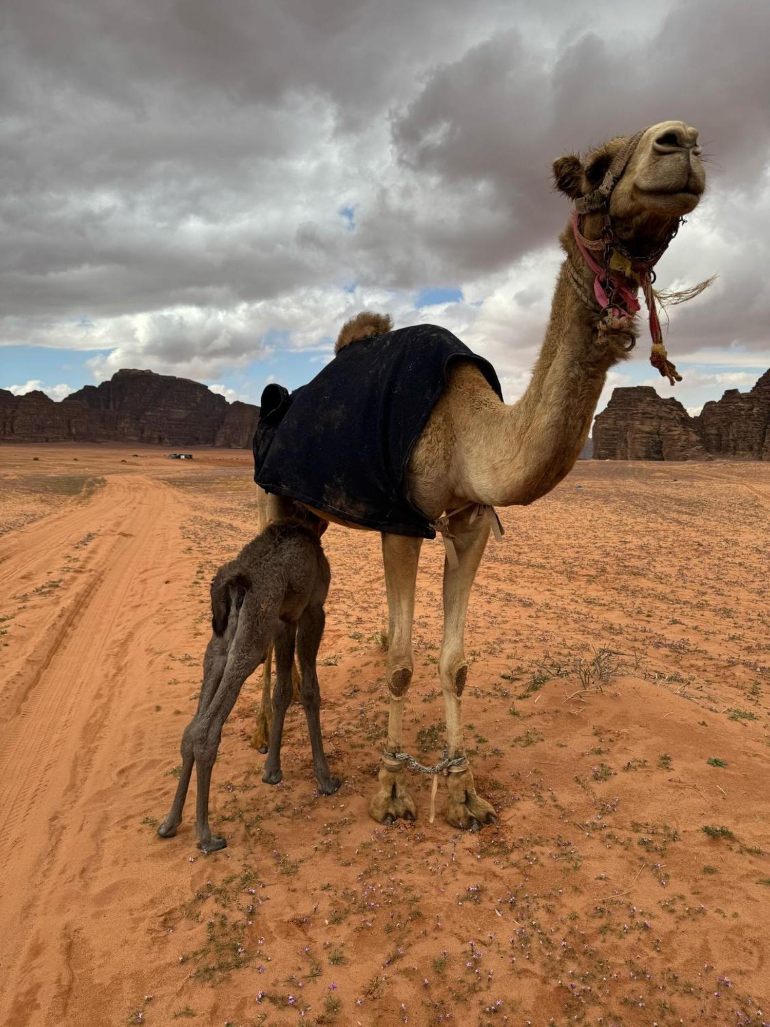 Sunrise Luxury Camp Hotell Wadi Rum Exteriör bild